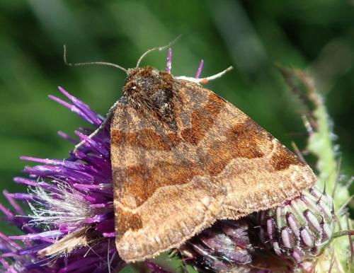 Réf. 235 196 : Euclidia glyphica